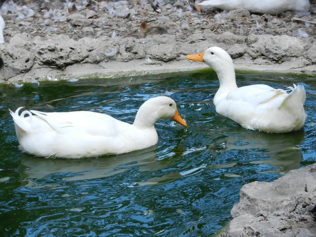 Bed and Breakfast Boscodisotto Rapolano Terme Zewnętrze zdjęcie